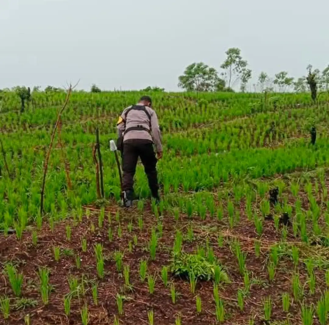 Dari Lahan Tidur, Bhabinkamtibmas di Maluku Dampingi Petani Panen 6,6 Ton Pangan, Kini Siapkan 7 Hektare Lahan Jagung dan 80 Kg Bibit Padi Gogo Bantuan Pemerintah Siap Tanam